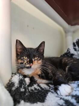Queso Blanco -  Domestic Short Hair Cat for Adoption in Fort Collins, Colorado - Queso Blanco | PetCurious