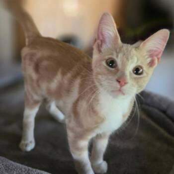 Peanut (Whiskers Society) -  Domestic Short Hair Cat for Adoption in Watertown, Wisconsin - Peanut (Whiskers Society) | PetCurious