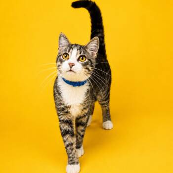 Ernest -  Domestic Short Hair Cat for Adoption in Binghamton, New York - Ernest | PetCurious