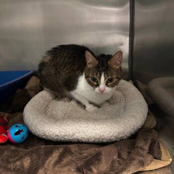 Domestic Short Hair Cats Available for Adoption in South Haven, Michigan - Mittens | PetCurious