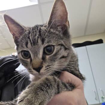 Nora -  Domestic Short Hair Cat for Adoption - Nora | PetCurious