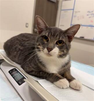 GILBERT -  Domestic Short Hair Cat for Adoption in Baytown, Texas - GILBERT | PetCurious