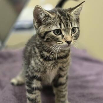Woody -  Domestic Short Hair Cat for Adoption in Wickenburg, Arizona - Woody | PetCurious