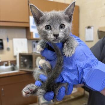 Shana -  American Shorthair Cat for Adoption in Birmingham, Alabama - Shana | PetCurious