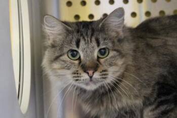 Domestic Long Hair and Domestic Short Hair Cats Available for Adoption in Kansas City, Missouri - Vetra | PetCurious