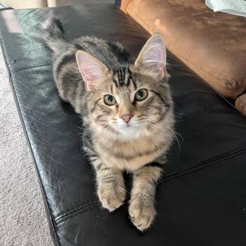 I AM GROOT (formerly Root) Derington -  Domestic Long Hair Cat for Adoption in Eagle Mountain, Utah - I AM GROOT (formerly Root) Derington | PetCurious