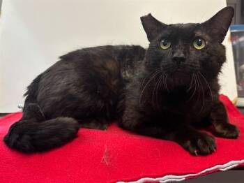 Domestic Short Hair Cats Available for Adoption in Sacramento, California - MALCOLM | PetCurious