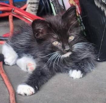 Domestic Long Hair and Maine Coon Cats Available for Adoption in New Braunfels, Texas - Roxy | PetCurious