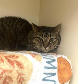 Domestic Short Hair Cats Available for Adoption in Elyria, Ohio - Cona | PetCurious