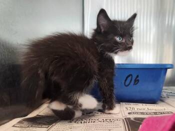 A1048349 -  Domestic Short Hair Cat for Adoption in Martinez, California - A1048349 | PetCurious