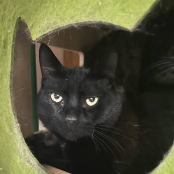 Tenebrous -  Domestic Short Hair Cat for Adoption in Veneta, Oregon - Tenebrous | PetCurious