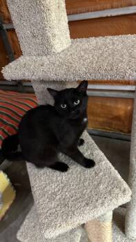Lilly -  Domestic Short Hair Cat for Adoption in Monticello, Indiana - Lilly | PetCurious