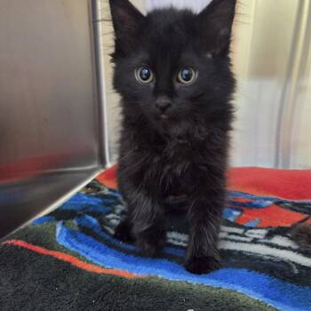 Kiss Fire Roll -  Domestic Long Hair Cat for Adoption in Brookings, South Dakota - Kiss Fire Roll | PetCurious