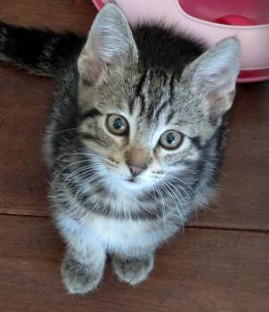 Rescue Siberian and Domestic Medium Hair Cats for Adoption in San Diego, California - Saffron | PetCurious