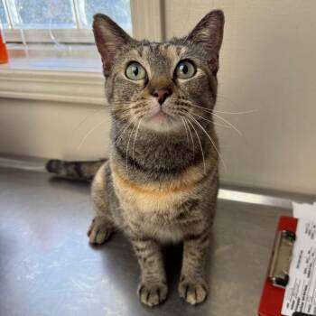 Juniper -  Domestic Short Hair Cat for Adoption in Tuscaloosa, Alabama - Juniper | PetCurious