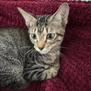 Tommy Houston -  Domestic Short Hair Cat for Adoption in Denver, Colorado - Tommy Houston | PetCurious