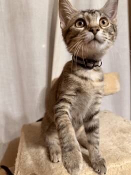 Bobbie -  Domestic Short Hair Cat for Adoption in Nashville, Tennessee - Bobbie | PetCurious