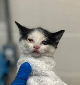 Bologna -  Domestic Short Hair Cat for Adoption in Fruit Heights, Utah - Bologna | PetCurious