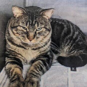Lemon-pepper Fudge -  Domestic Short Hair Cat for Adoption in Salt Lake City, Utah - Lemon-pepper Fudge | PetCurious