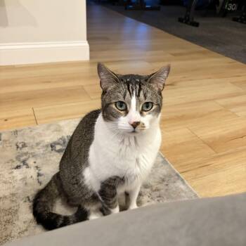 Domestic Short Hair Cats Available for Adoption in Canton, Massachusetts - Don | PetCurious