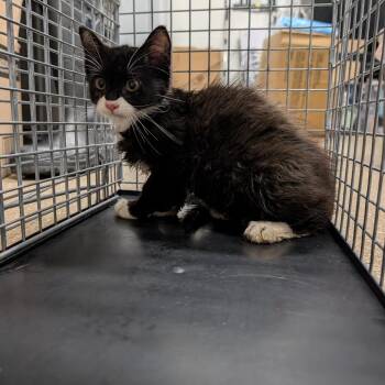 Cupcake -  Domestic Short Hair Cat for Adoption in League City, Texas - Cupcake | PetCurious
