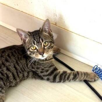 Domestic Short Hair and Tabby Cats Available for Adoption - Squirt | PetCurious