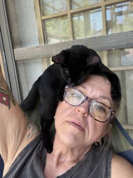 Monica -  Domestic Short Hair Cat for Adoption in Plumerville, Arkansas - Monica | PetCurious