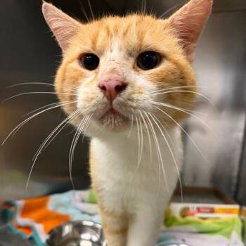 Peaches N Cream -  Domestic Short Hair Cat for Adoption in Martinsville, Virginia - Peaches N Cream | PetCurious