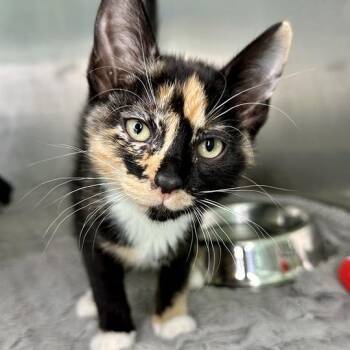 Marbles -  Domestic Short Hair Cat for Adoption in Matteson, Illinois - Marbles | PetCurious