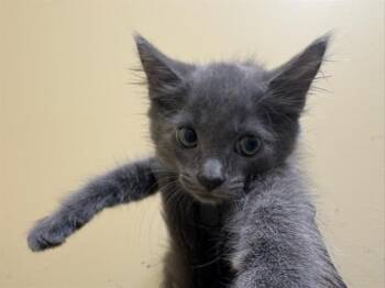 DEVO -  Domestic Short Hair Cat for Adoption in Tustin, California - DEVO | PetCurious