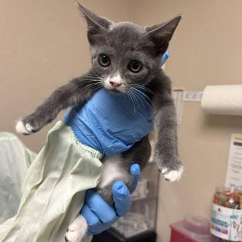 Swirls -  Domestic Short Hair Cat for Adoption in Tempe, Arizona - Swirls | PetCurious