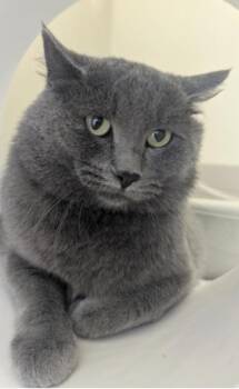 Gary -  Domestic Short Hair Cat for Adoption in Buena Vista, Colorado - Gary | PetCurious