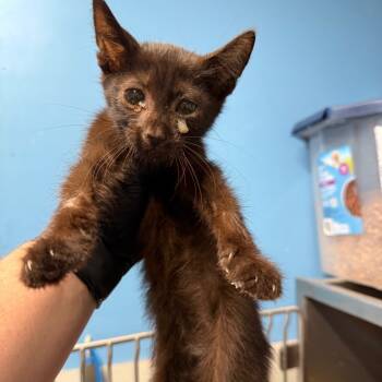 Rescue Domestic Short Hair Cats for Adoption in Lake Panasoffkee, Florida - HeiHei | PetCurious