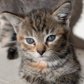 Domestic Short Hair Cats Available for Adoption in Portage, Michigan - Crumb | PetCurious