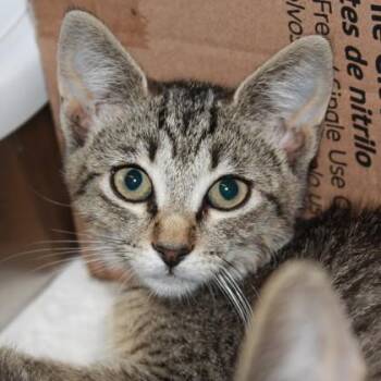 Erie -  Domestic Short Hair Cat for Adoption in Richmond, Virginia - Erie | PetCurious