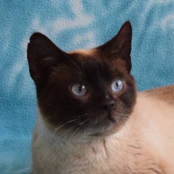 Rescue Domestic Short Hair and Siamese Cats for Adoption in Eureka, California - Spot | PetCurious