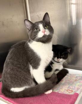 Domestic Short Hair Cats Available for Adoption - Thansi (must Be Adopted With Thilo) | PetCurious