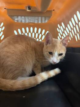 Macaroni -  Domestic Short Hair Cat for Adoption in Bloomington, Indiana - Macaroni | PetCurious