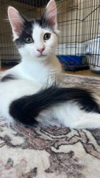 Poptart -  Domestic Short Hair Cat for Adoption in San Francisco, California - Poptart | PetCurious