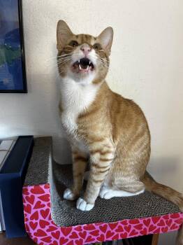 Sunny (Courtesy Post) -  Domestic Short Hair Cat for Adoption in San Jose, California - Sunny (Courtesy Post) | PetCurious