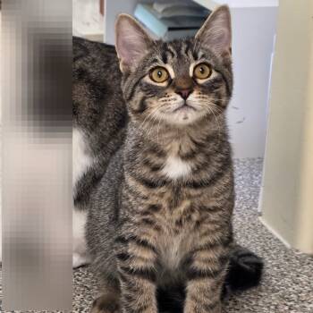 Rescue Domestic Short Hair Cats for Adoption in Newport News, Virginia - Jay | PetCurious