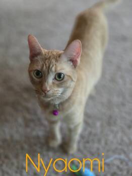 Rescue Domestic Short Hair Cats for Adoption in Evans, Georgia - Nyaomi | PetCurious