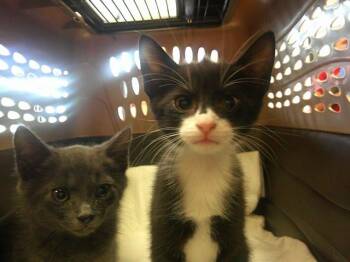 Domestic Short Hair Cats Available for Adoption in Ocala, Florida - A382395 | PetCurious