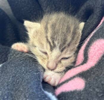 Rescue Domestic Short Hair Cats for Adoption in Ontario, California - NINA- IN FOSTER | PetCurious