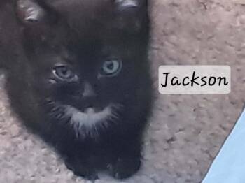 Jackson -  Domestic Short Hair Cat for Adoption in Vancouver, Washington - Jackson | PetCurious