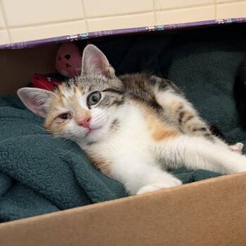 Domestic Short Hair Cats Available for Adoption in Silver Spring, Maryland - Calliope | PetCurious
