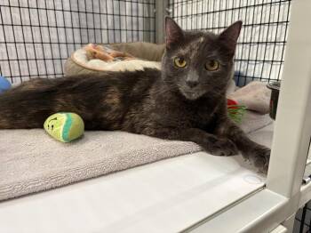Anne -  Domestic Short Hair Cat for Adoption in Raleigh, North Carolina - Anne | PetCurious