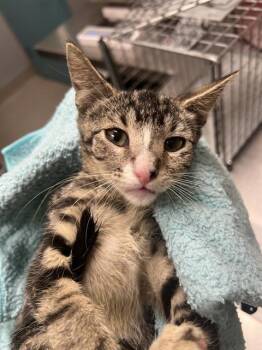 LOVELY -  Domestic Short Hair Cat for Adoption in Las Vegas, Nevada - LOVELY | PetCurious
