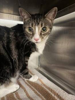 Cat 2 -  Domestic Short Hair Cat for Adoption in Gastonia, North Carolina - Cat 2 | PetCurious