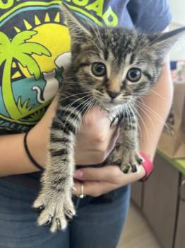 Violet -  Domestic Short Hair Cat for Adoption in Daytona Beach, Florida - Violet | PetCurious